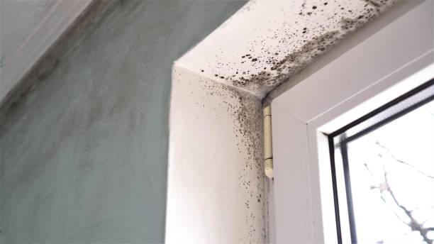 Best Mold Damage Repair  in Gateway, FL