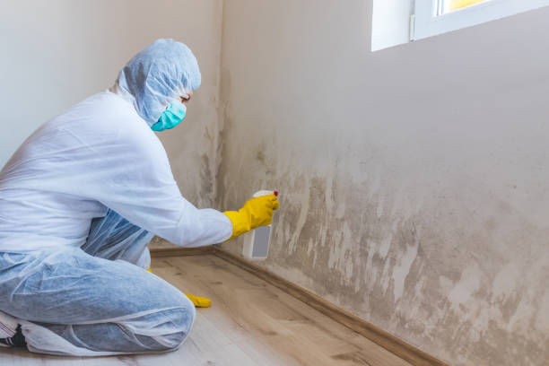 Mold Removal Process in Gateway, FL