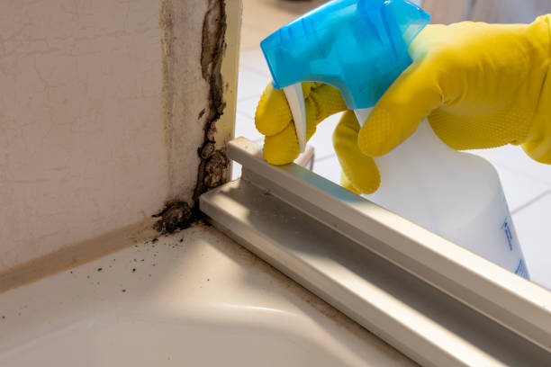 Attic Mold Removal in Gateway, FL