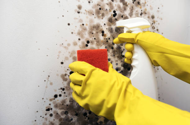 Best Crawl Space Mold Removal  in Gateway, FL