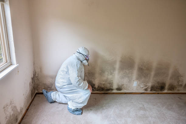 Best Attic Mold Removal  in Gateway, FL