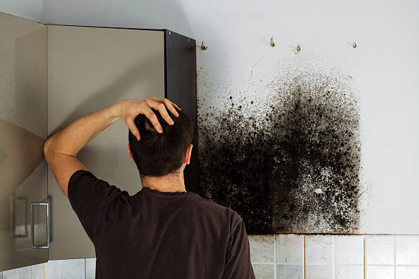 Best Mold Damage Repair  in Gateway, FL